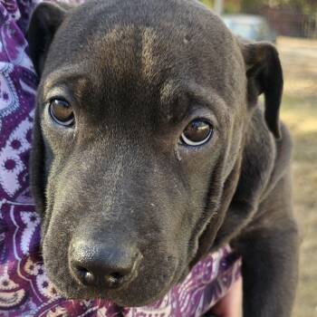 Rescue Shar Pei and Feist Dogs for Adoption in Lenoir, North Carolina - Brook (Coopers Corner) | PetCurious
