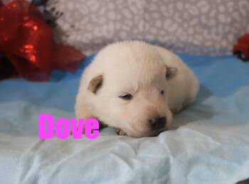 German Shepherd Dog Dogs Available for Sale - Dove | PetCurious