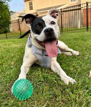 Rescue American Staffordshire Terrier Dogs for Adoption in Los Angeles, California - Cookie | PetCurious