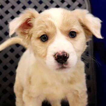 Rescue Labrador Retriever Dogs for Adoption in Fort Davis, Texas - Ollie | PetCurious