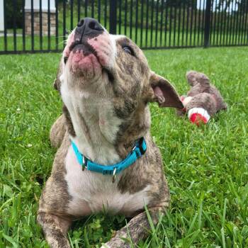 Maeve -  Mixed Breed Dog for Adoption in Cooperstown, New York - Maeve | PetCurious