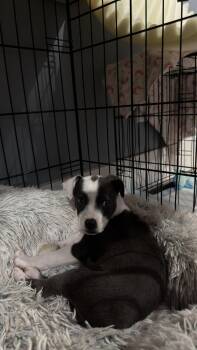 Pit Bull Terrier Dogs Available for Adoption in Tonawanda, New York - Precious | PetCurious