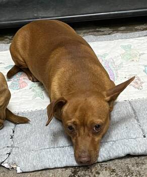 Chihuahua and Dachshund Dogs Available for Adoption - Chocolate | PetCurious