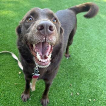 Ricky -  Mixed Breed Dog for Adoption in Warwick, Rhode Island - Ricky | PetCurious