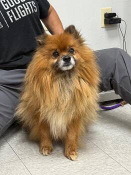 Pomeranian Dogs Available for Adoption in Sorrento, Louisiana - Sir Sriracha | PetCurious