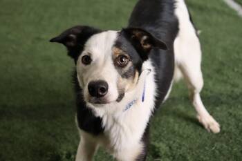 Courtesy listing- Biscuit & Kismit -  Border Collie Dog for Adoption in Bend, Oregon - Courtesy Listing- Biscuit & Kismit | PetCurious