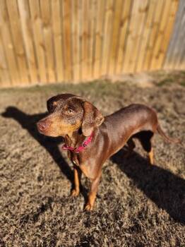 Vizsla and Labrador Retriever Dogs Available for Adoption - Chloe (Vizsla/Lab) | PetCurious