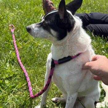 Fox Terrier and Mixed Breed Dogs Available for Adoption in York, Pennsylvania - Remington | PetCurious