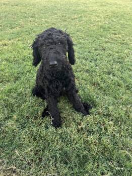 Vivienne -  Standard Poodle and Golden Retriever Dog for Adoption in Fort Worth, Texas - Vivienne | PetCurious