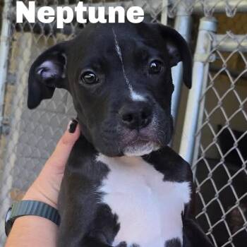 Neptune 260755 -  Mixed Breed Dog for Adoption in Gladstone, Michigan - Neptune 260755 | PetCurious