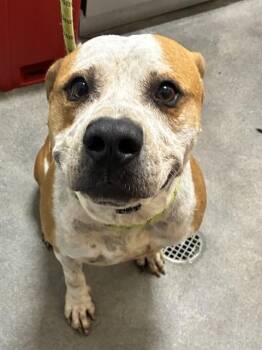 KING -  Pit Bull Terrier Dog for Adoption - KING | PetCurious