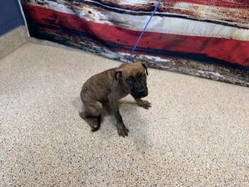 CARAMEL -  Boxer and Mixed Breed Dog Available for Adoption in Doral, Florida - CARAMEL | PetCurious