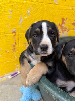 Mixed Breed Dogs Available for Adoption - Napoleon | PetCurious