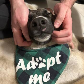 Saluki and Canaan Dog Dogs Available for Adoption - Chester | PetCurious