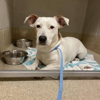 Wishbone -  Jack Russell Terrier and Mixed Breed Dog for Adoption in Bristol, Indiana - Wishbone | PetCurious