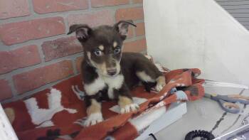 Siberian Husky and Mixed Breed Dogs Available for Adoption in Houston, Texas - A2070789 | PetCurious