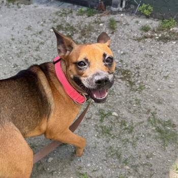 Mixed Breed Dogs Available for Adoption - Dollie | PetCurious