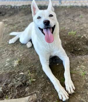 Siberian Husky and Mixed Breed Dogs Available for Adoption - SNOW WHITE | PetCurious