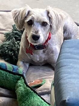 Bodie -  Poodle and Schnauzer Dog for Adoption in San Diego, California - Bodie | PetCurious