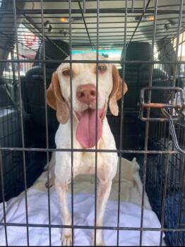 Bob -  English Pointer Dog for Adoption in Lakeland, Florida - Bob | PetCurious