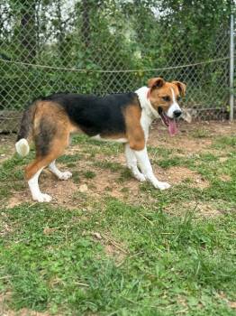 Rescue Beagle and Mixed Breed Dogs for Adoption in Russellville, Kentucky - Everest | PetCurious
