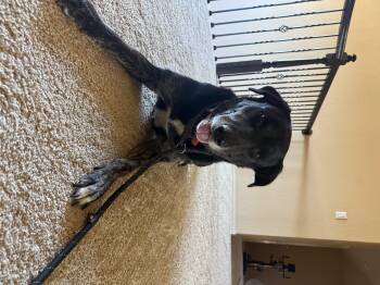 Rescue Labrador Retriever Dogs for Adoption in Klein, Texas - Nicholas | PetCurious