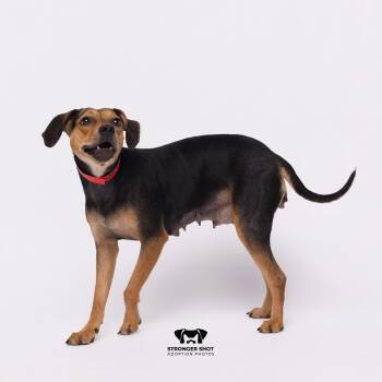 Mama Lynn -  Black And Tan Coonhound and Mixed Breed Dog for Adoption in Tampa, Florida - Mama Lynn | PetCurious