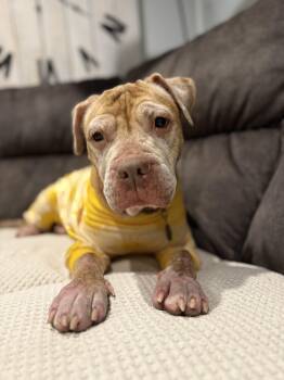 Rescue Pit Bull Terrier Dogs for Adoption in Medford Lakes, New Jersey - Louise | PetCurious