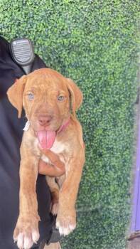 61173443 -  Pit Bull Terrier and Mixed Breed Dog for Adoption in El Paso, Texas - 61173443 | PetCurious