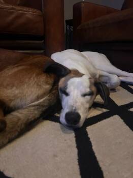 Atticus -  Great Dane Dog for Adoption in Manhattan Beach, California - Atticus | PetCurious
