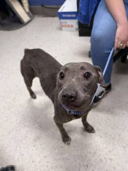 Rescue Mixed Breed Dogs for Adoption in Leitchfield, Kentucky - Rosy Boa | PetCurious