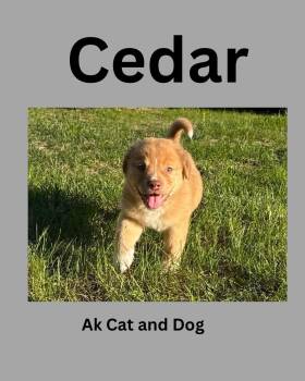 Cedar (Pitty pup 5) -  Pit Bull Terrier Dog for Adoption in Wasilla, Alaska - Cedar (Pitty Pup 5) | PetCurious