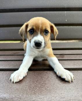 Coco -  Hound Dog for Adoption in Fairfax, Virginia - Coco | PetCurious