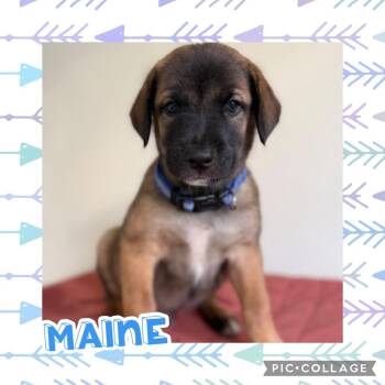 Maine -  Shepherd and Labrador Retriever Dog for Adoption in Ringwood, New Jersey - Maine | PetCurious