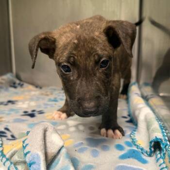 Gambit -  Mixed Breed Dog for Adoption in Newark, New Jersey - Gambit | PetCurious