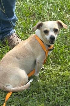 Daisy Dukes -  Chihuahua Dog for Adoption in St. Augustine, Florida - Daisy Dukes | PetCurious