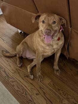 Mixed Breed Dogs Available for Adoption in Franklin, Tennessee - Hunny The Unicorn | PetCurious