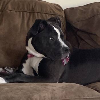 Rescue Boxer Dogs for Adoption in Pittsburg, Kansas - Beulah | PetCurious