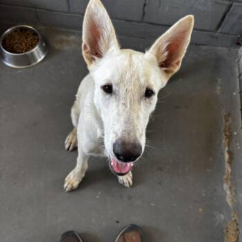 FOUND - Cato -  White German Shepherd Dog for Adoption in Edna, Texas - FOUND - Cato | PetCurious