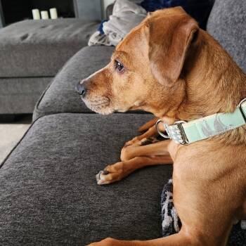 Beagle Dogs Available for Adoption - Kairi | PetCurious