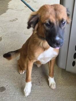 Kita -  Australian Shepherd and Mixed Breed Dog for Adoption in Fairhope, Alabama - Kita | PetCurious