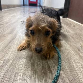 Gimli -  Yorkshire Terrier Dog for Adoption in San Jacinto, California - Gimli | PetCurious