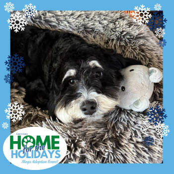 Rescue Bernese Mountain Dog and Poodle Dogs for Adoption in Cincinnati, Ohio - Madison | PetCurious