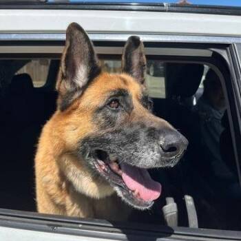 German Shepherd Dog Dogs Available for Adoption in San Juan Bautista, California - Callie T | PetCurious
