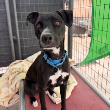 Rory -  Terrier Dog for Adoption in Pagosa Springs, Colorado - Rory | PetCurious