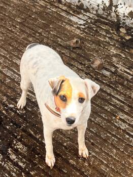 Rescue Jack Russell Terrier Dogs for Adoption in Millcreek, Utah - Russell | PetCurious