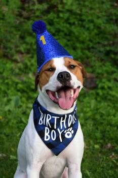 Pippin -  Jack Russell Terrier Dog for Adoption in Randolph, Vermont - Pippin | PetCurious