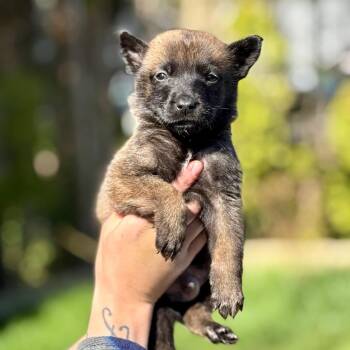 Belgian Shepherd Malinois Dogs Available for Adoption in Bellingham, Washington - Charlie (Teal Collar) | PetCurious