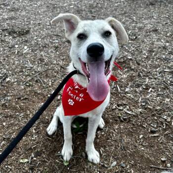 Flora -  Husky and Mixed Breed Dog for Adoption in Riverwoods, Illinois - Flora | PetCurious
