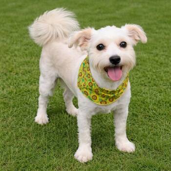 Shih Tzu and Poodle Dogs Available for Adoption - Sunshine | PetCurious